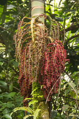 Pinanga insignis