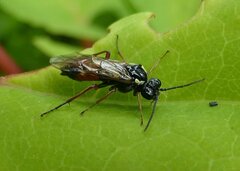 Aglaostigma aucupariae