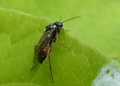 Aglaostigma aucupariae