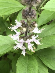 Ocimum campechianum