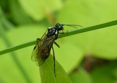 Aglaostigma aucupariae