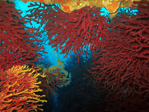 Photo of Red gorgonian (Paramuricea clavata)