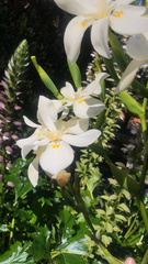 Dietes robinsoniana