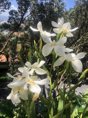 Dietes robinsoniana