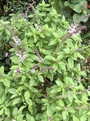 Ocimum campechianum