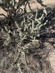 Cylindropuntia acanthocarpa