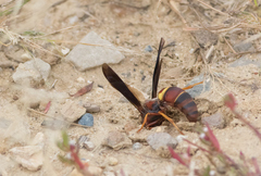 Euodynerus crypticus