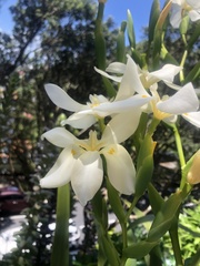 Dietes robinsoniana