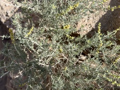Bebbia juncea