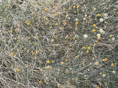 Bebbia juncea