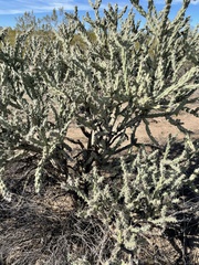Cylindropuntia acanthocarpa
