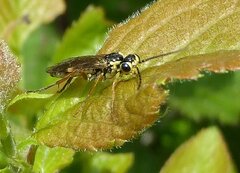 Aglaostigma fulvipes