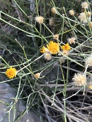 Bebbia juncea