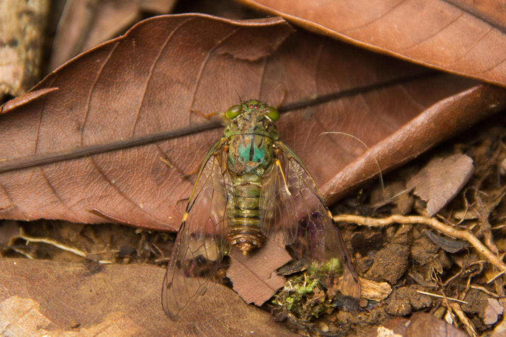 Purana carolettae