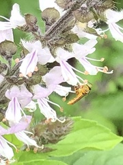 Tetragonisca angustula