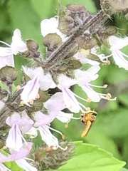 Tetragonisca angustula