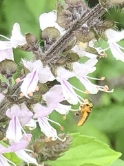Tetragonisca angustula
