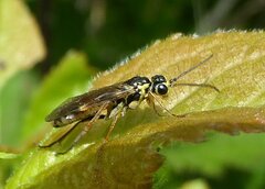 Aglaostigma fulvipes