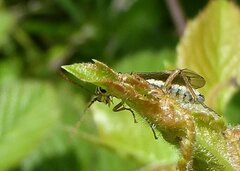 Aglaostigma fulvipes