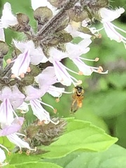 Tetragonisca angustula