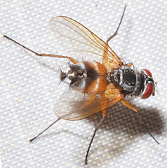 Cholomyia inaequipes