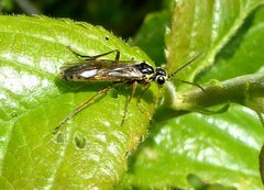 Aglaostigma fulvipes