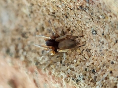 Trachelidae