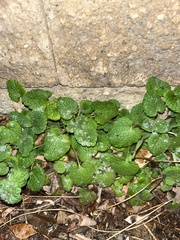Lamium purpureum