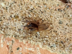Trachelidae