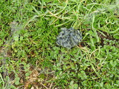 Thaumetopoea herculeana