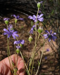 Felicia heterophylla