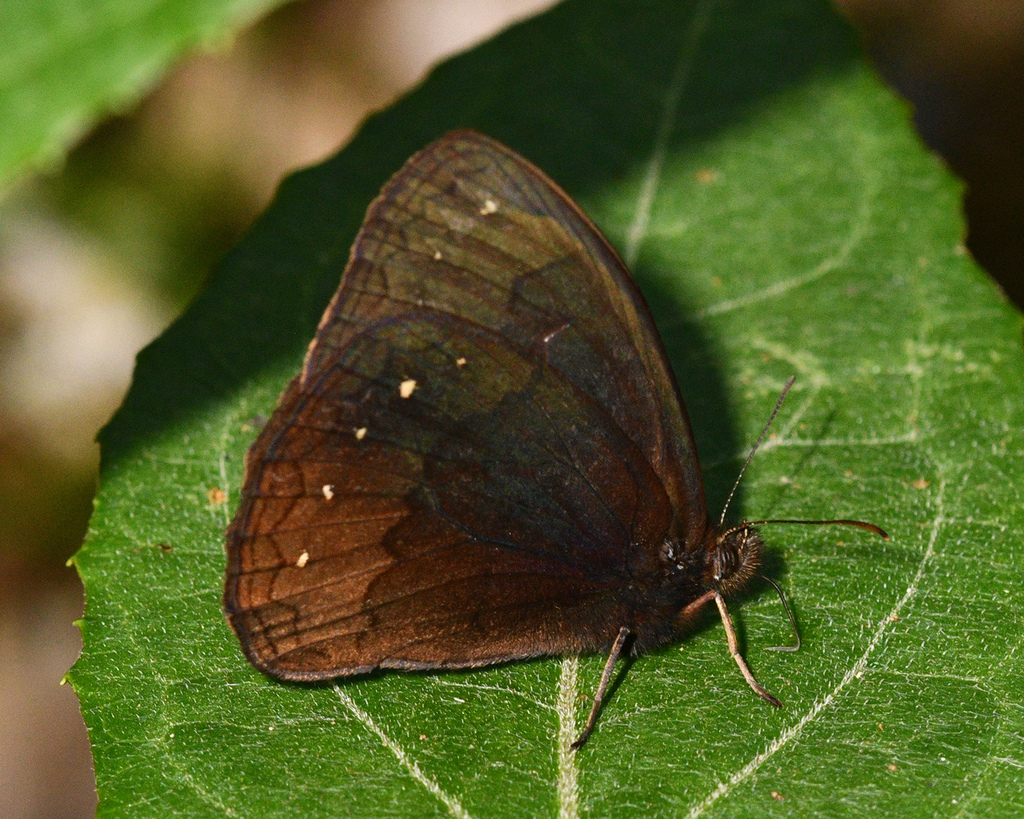 Forsterinaria anophthalma
