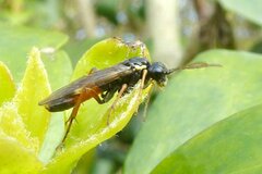 Aglaostigma aucupariae