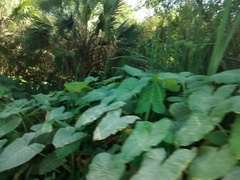 Xanthosoma sagittifolium