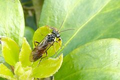 Aglaostigma aucupariae