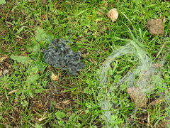 Thaumetopoea herculeana