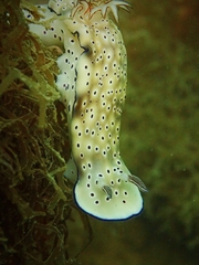 Hypselodoris tryoni