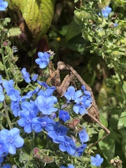 Cynoglossum amabile