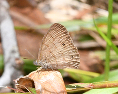 Hermeuptychia cucullina