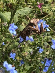 Cynoglossum amabile