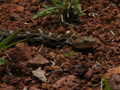 Crotalus ravus
