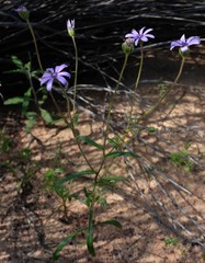 Felicia heterophylla