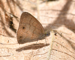 Hermeuptychia cucullina