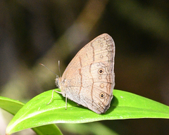 Hermeuptychia cucullina