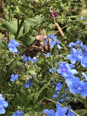 Cynoglossum amabile