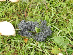 Thaumetopoea herculeana