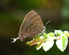 Johnsonita chlamydem