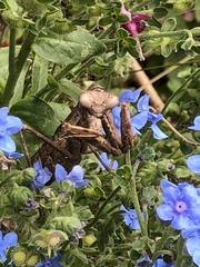 Cynoglossum amabile