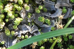 Peltigera extenuata