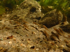 Catostomus tahoensis